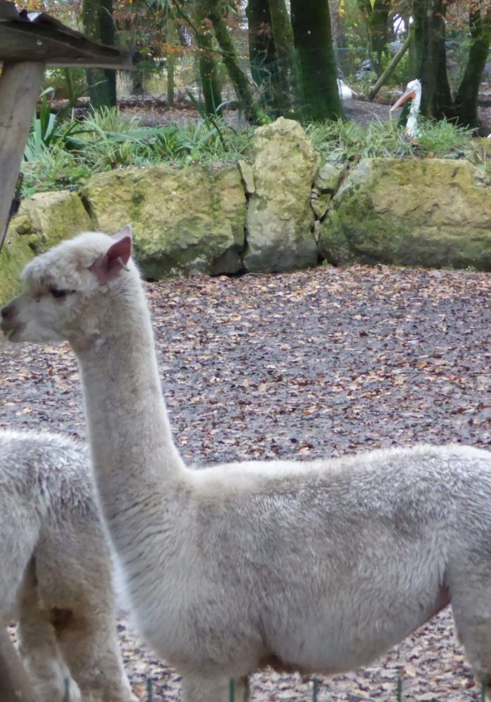 Vignette Plaine <br> sud americaine