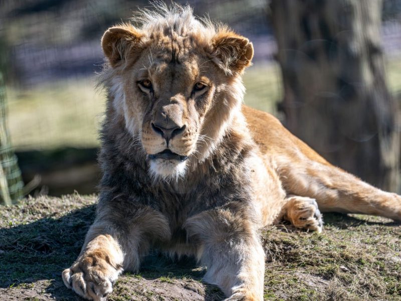 vignette Repas des lions d&rsquo;Angola