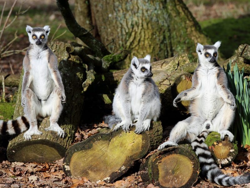 vignette Goûter des lémuriens