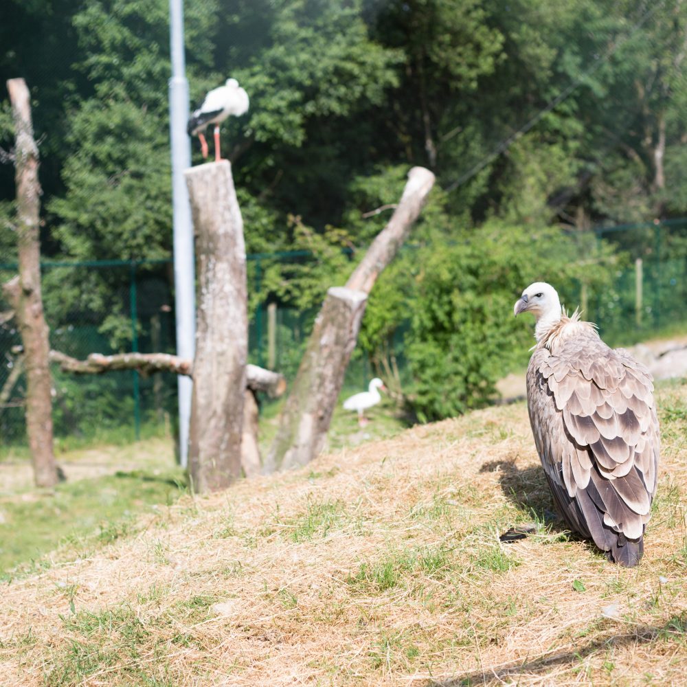 Vignette La volière des vautours