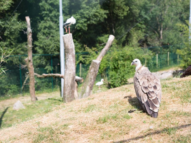 vignette Repas des vautours