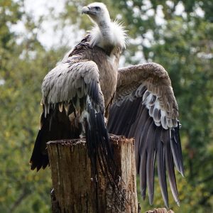 vignette Vautour fauve