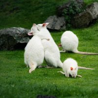 Vignette Wallaby de Bennett