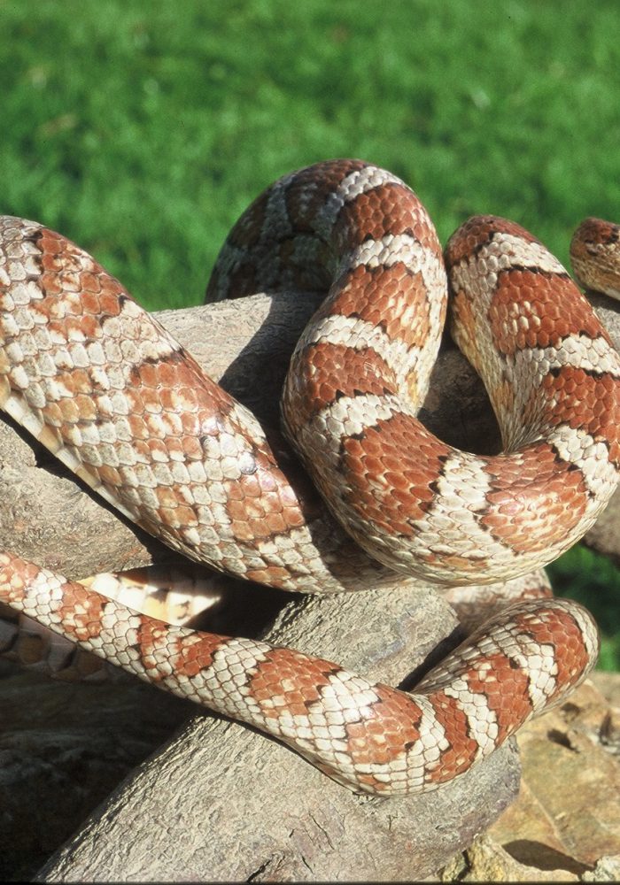 Vignette Parc Serpent