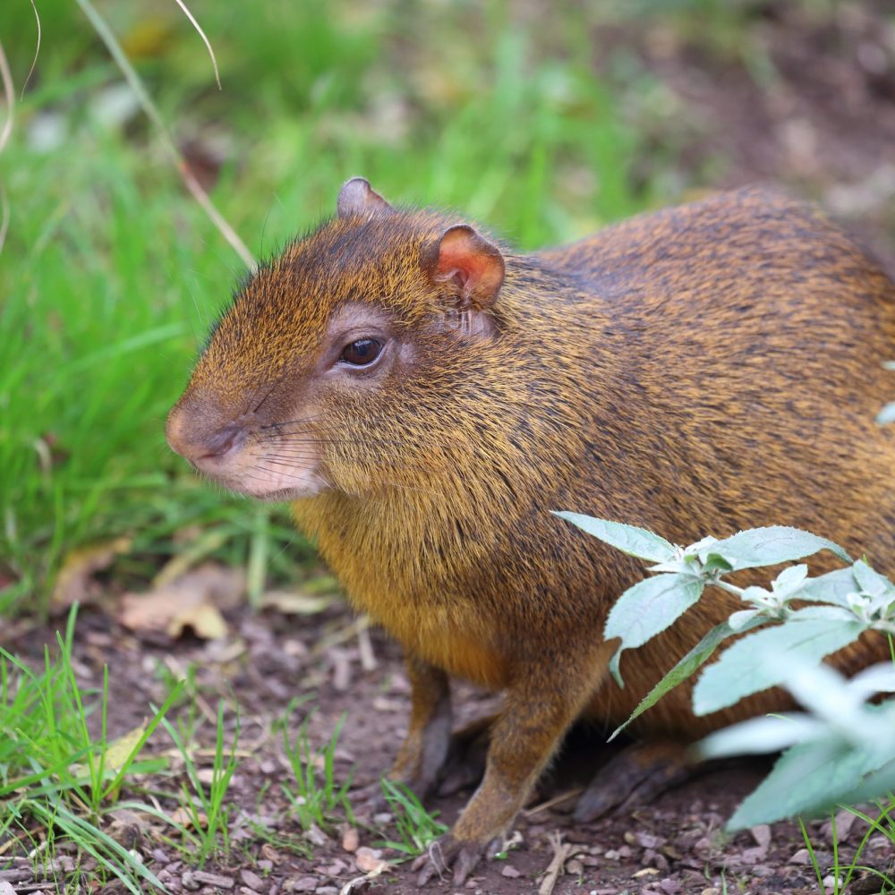Vignette Agouti ponctué