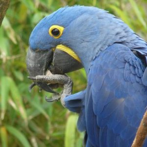 vignette Ara hyacinthe