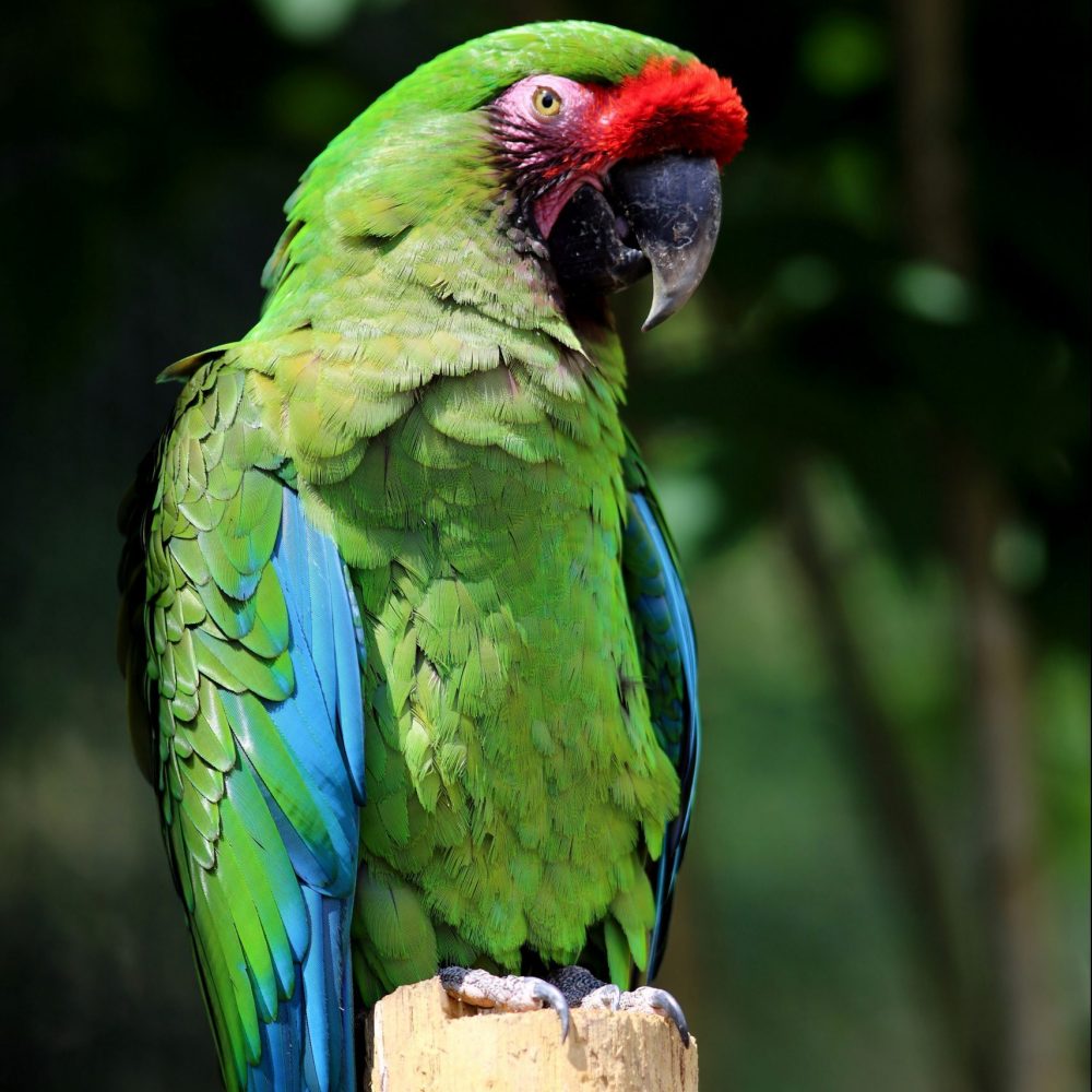 Vignette Ara militaire