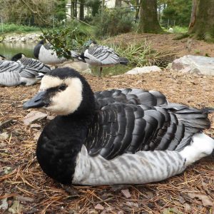 vignette Bernache nonnette