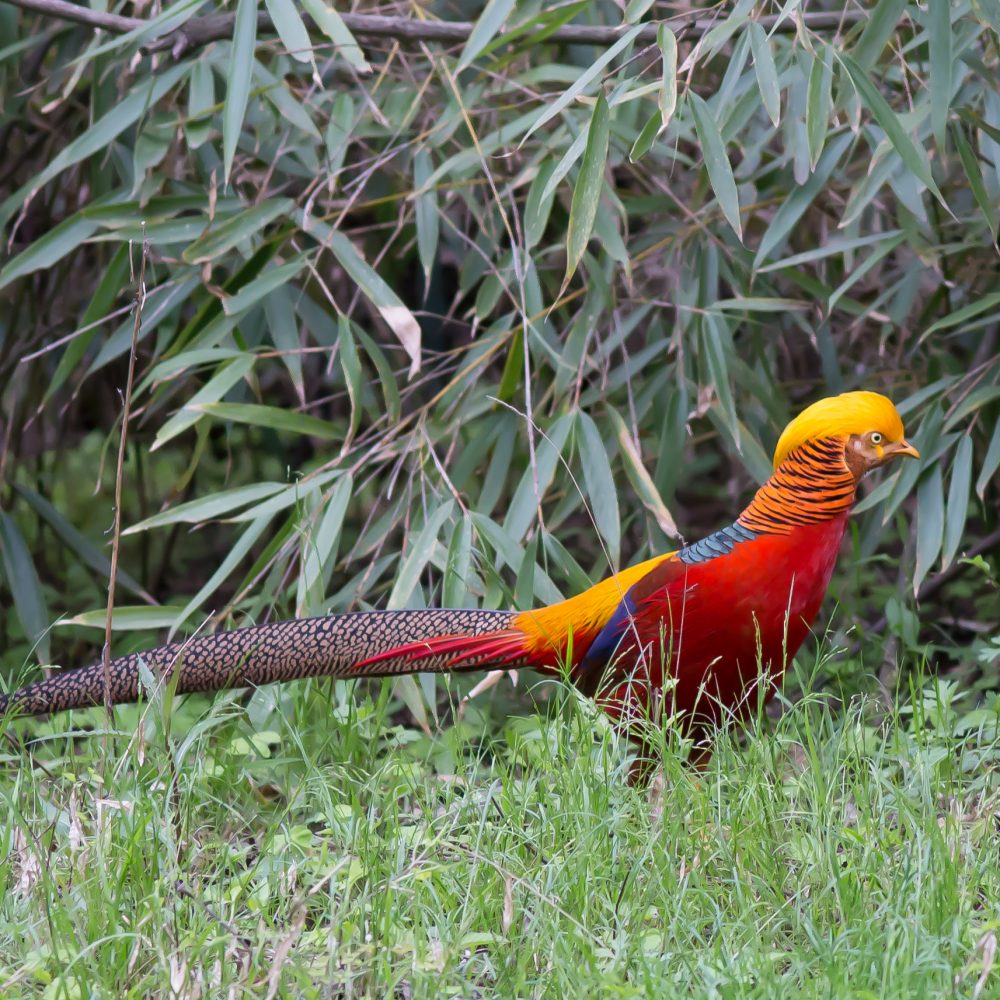 Vignette Faisan doré