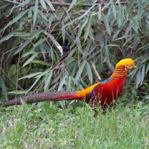 vignette Faisan doré