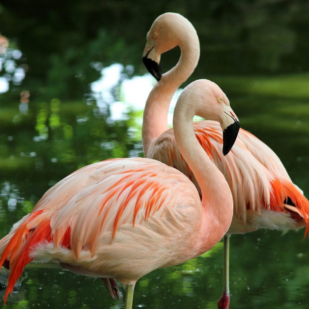 Vignette Flamant du Chili