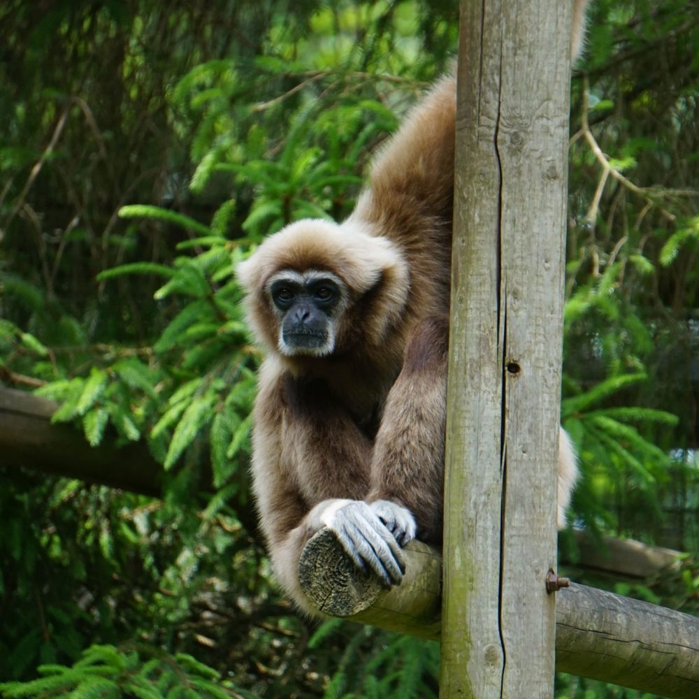 Vignette Gibbon à mains blanches
