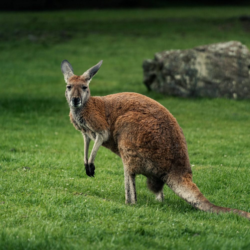 Vignette Kangourou roux