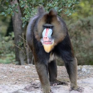 vignette Mandrill