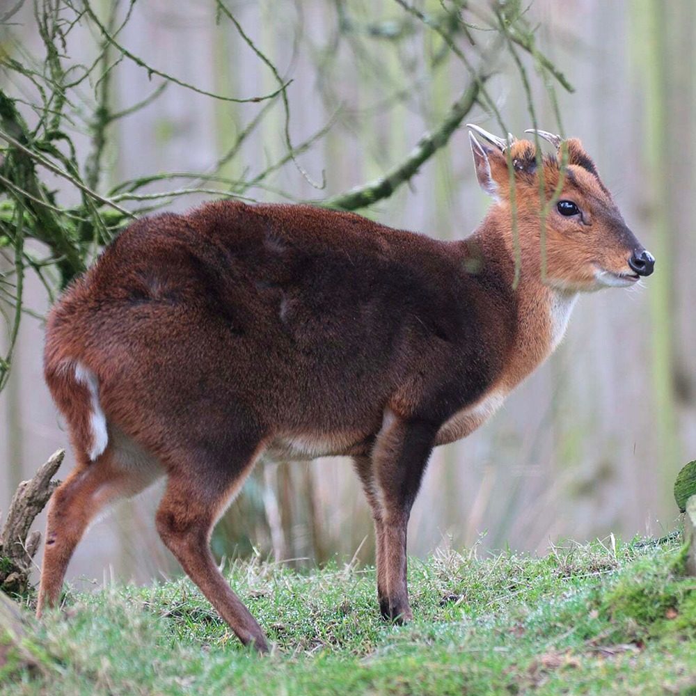Vignette Muntjac de Reeves