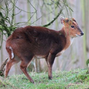 vignette Muntjac de Reeves