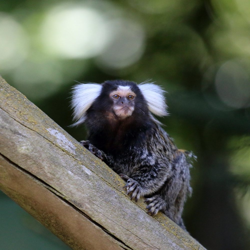 Vignette Ouistiti à toupets blancs