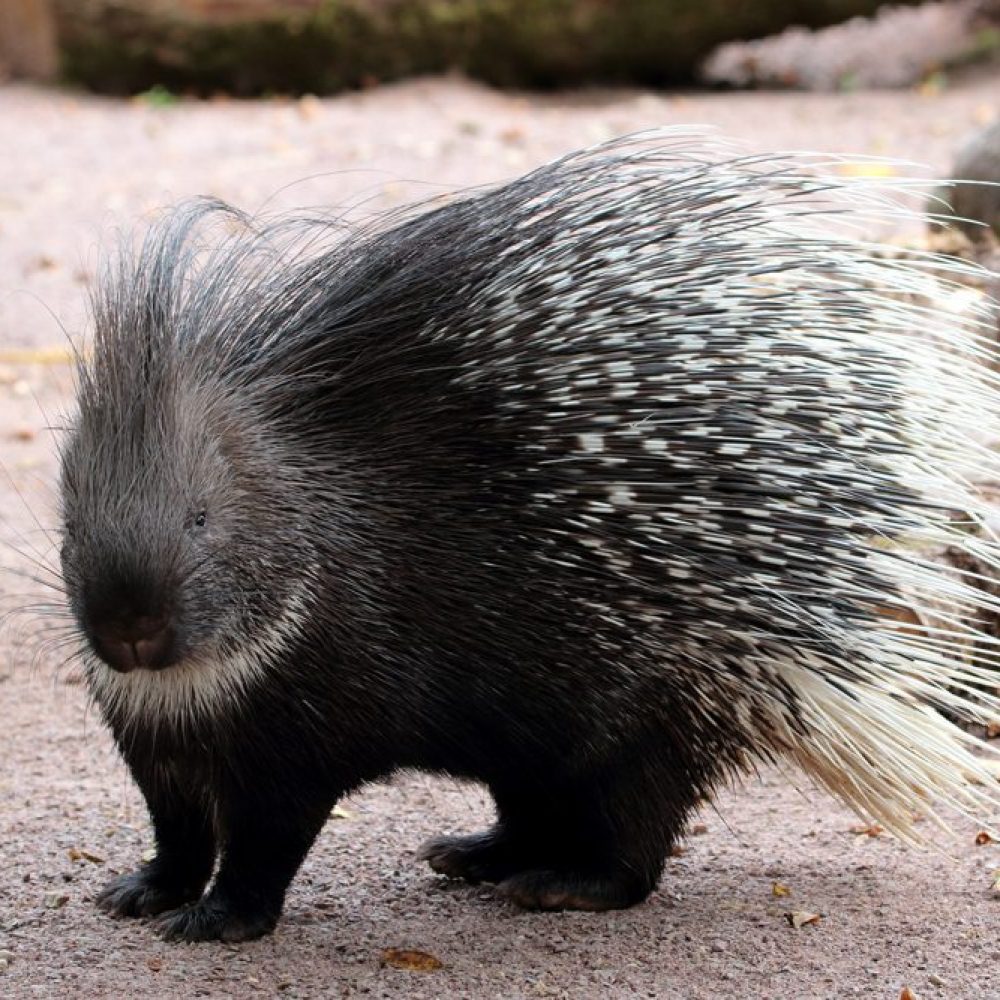 Vignette Porc-épic indien