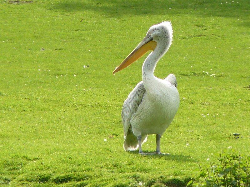 vignette Repas des pélicans frisés