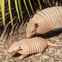 Vignette Tatou à six bandes