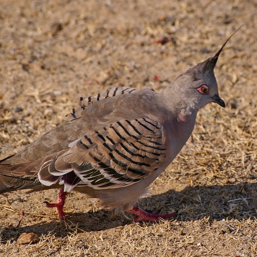 Vignette Colombe lophote