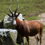 Séparateur de contenu