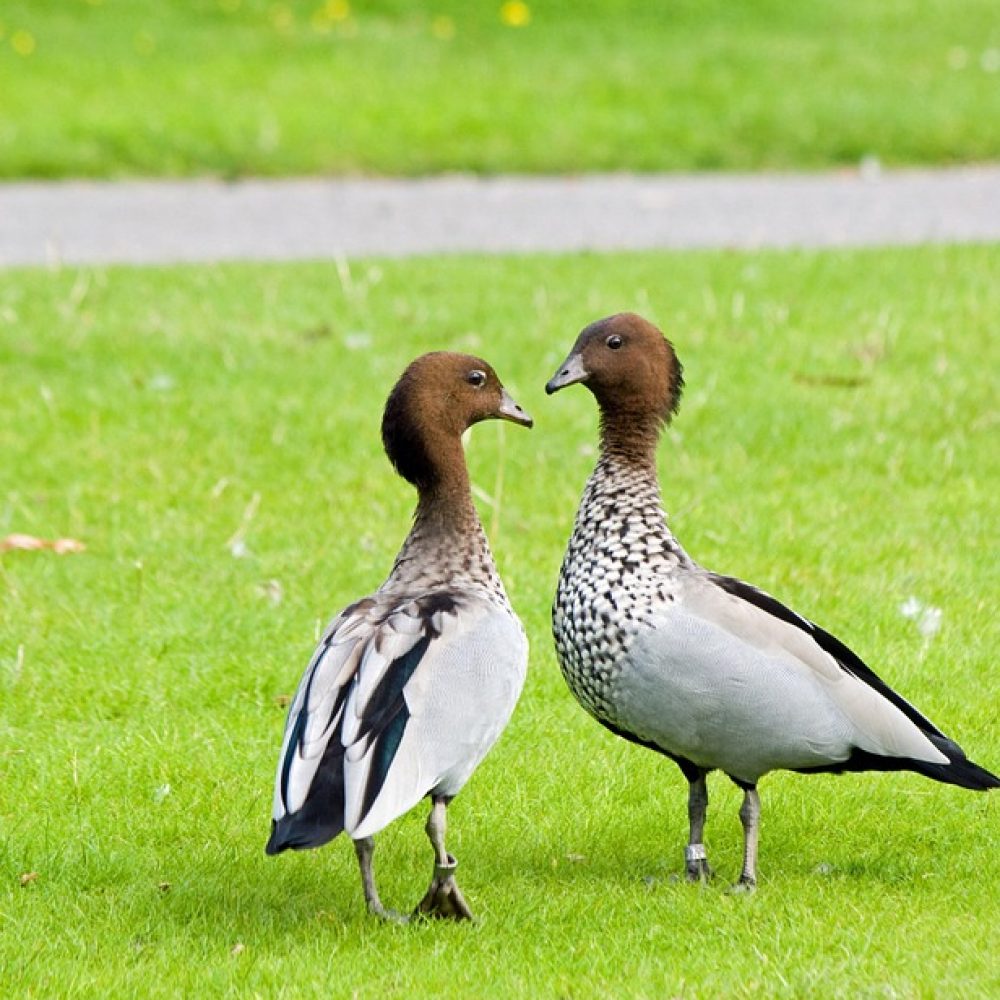 Vignette Bernache à crinière