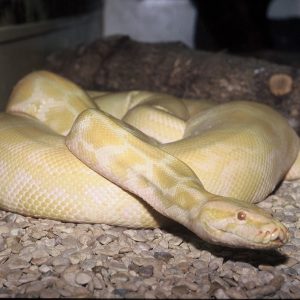 vignette Python molure