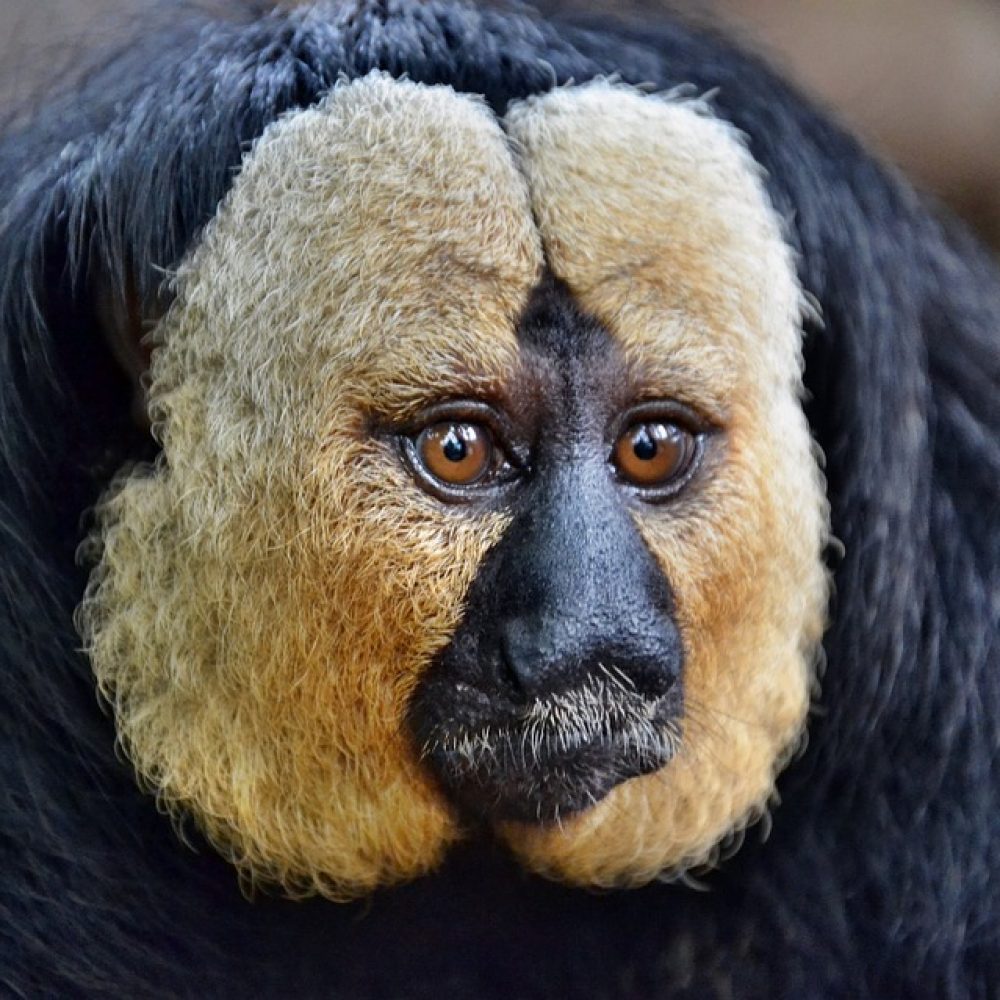 Vignette Saki à face blanche