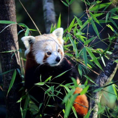 vignette Pandas roux