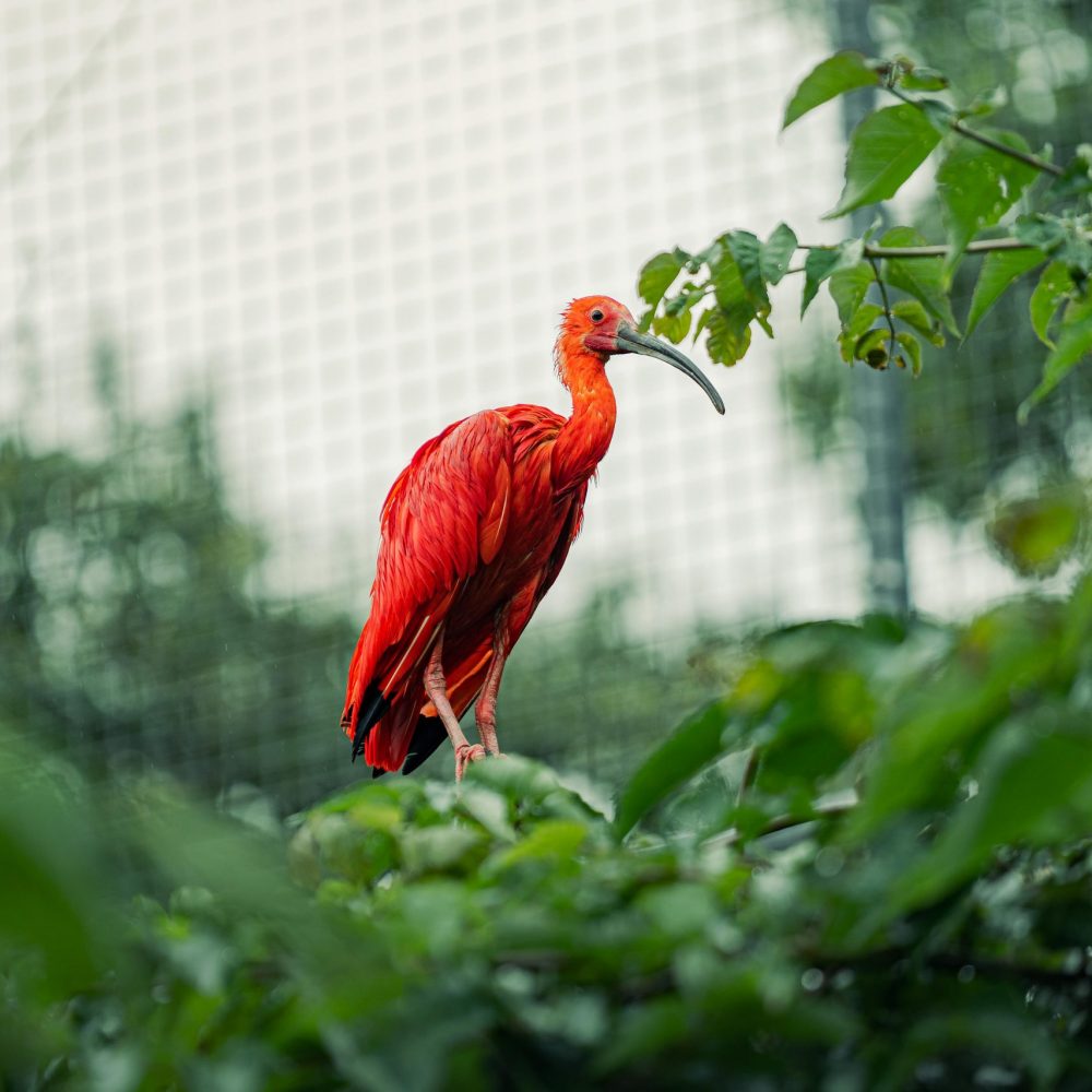 Vignette Ibis rouge