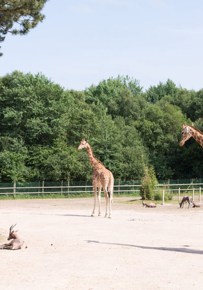 Vignette Plaine africaine