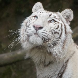 vignette Tigre blanc