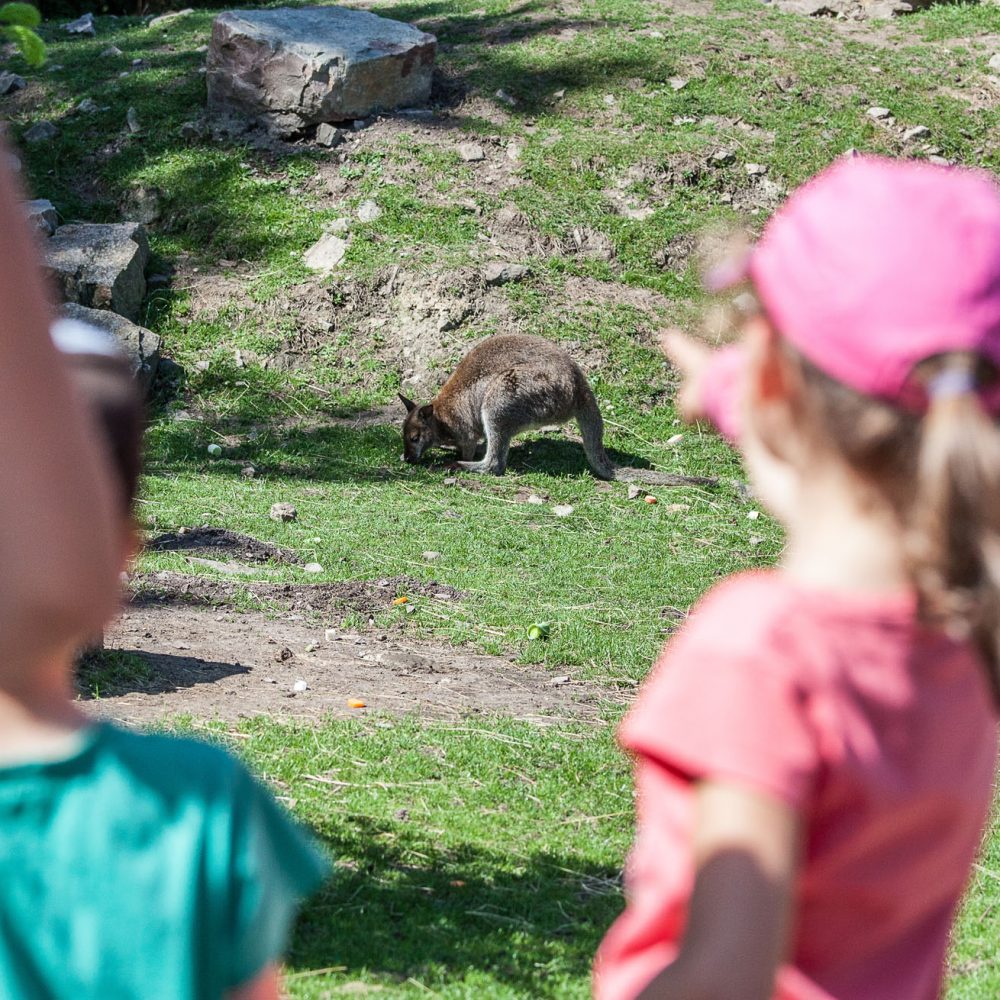 Vignette Plaine australienne
