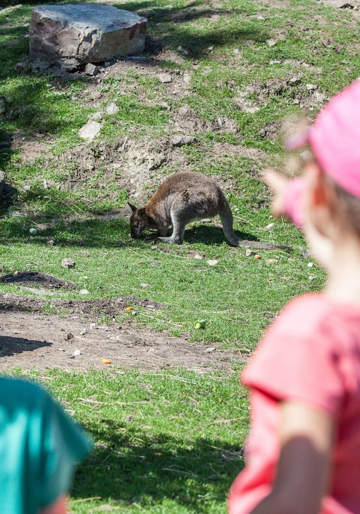 Vignette Plaine australienne