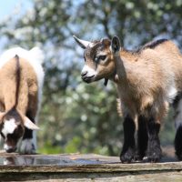 Vignette zone précédente