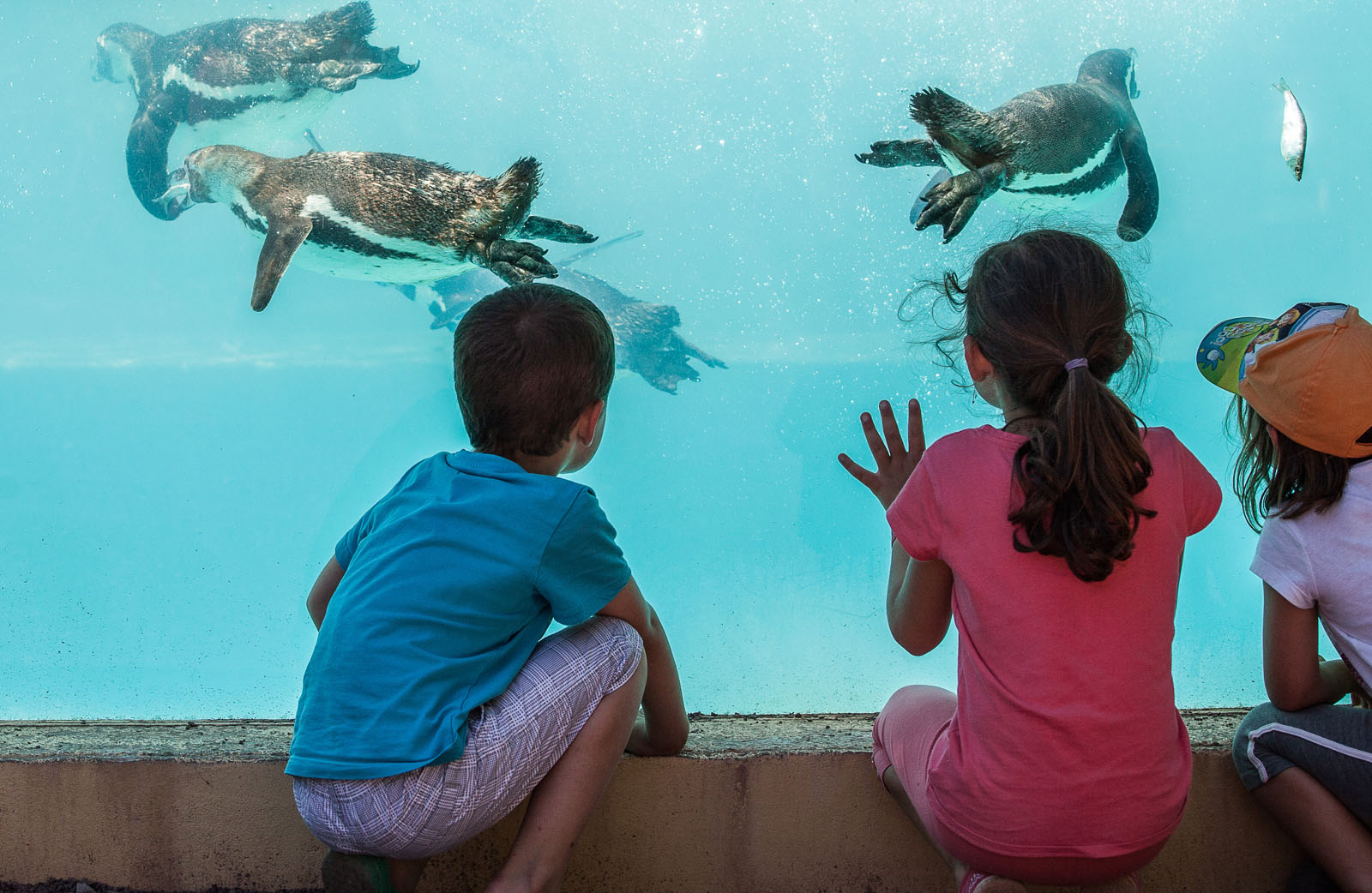 Manchots de Humboldt