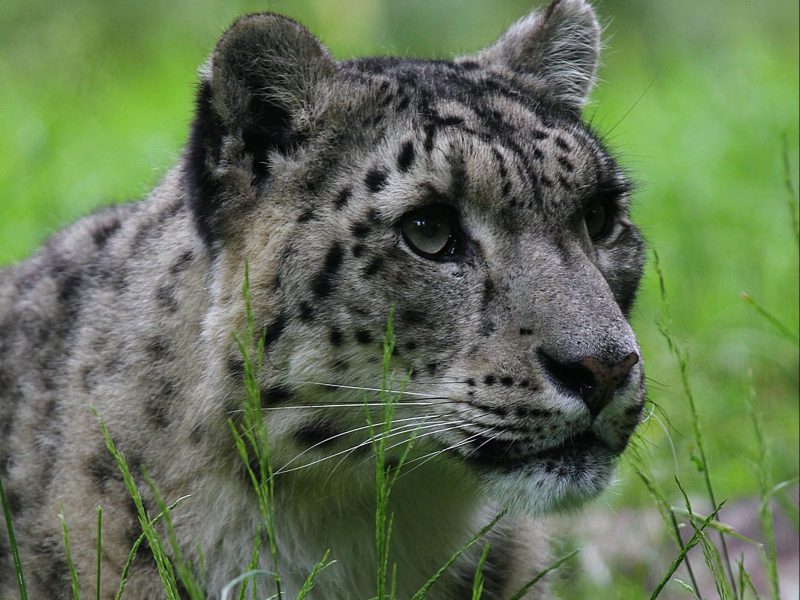 vignette Repas des panthères des neiges