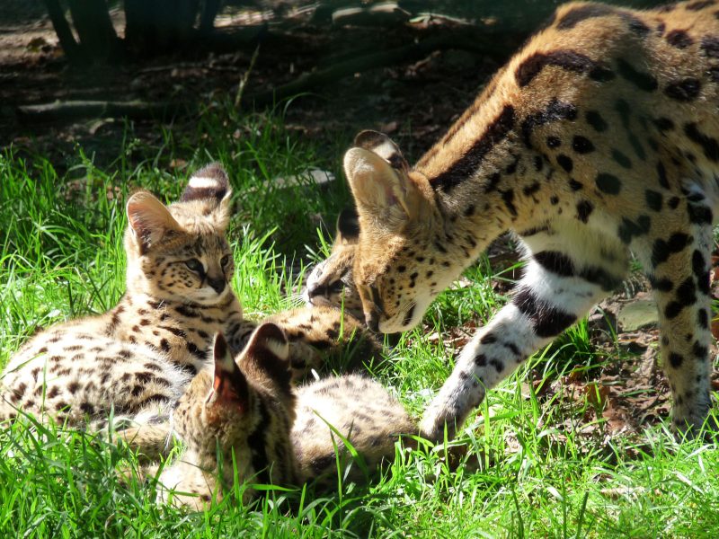 vignette Goûter des servals