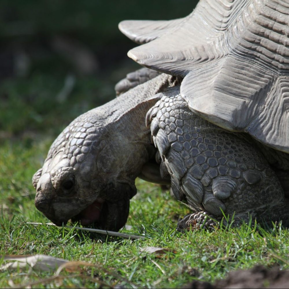 Vignette Parc Tortue