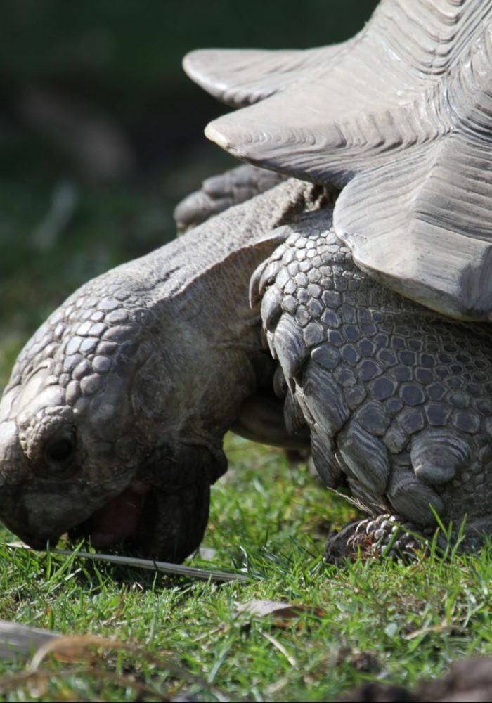 Vignette Parc Tortue