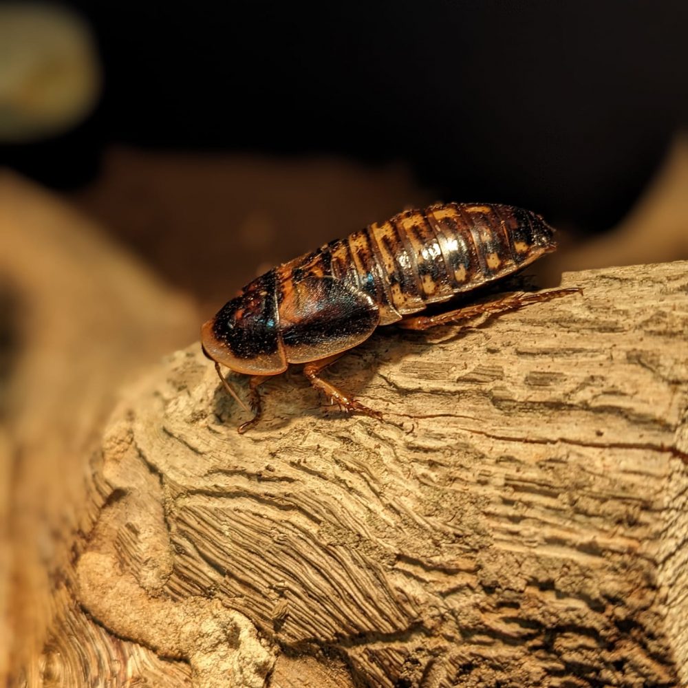 Vignette Insectarium