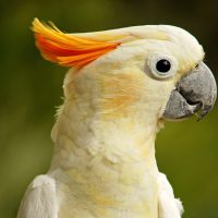 Vignette Cacatoès à huppe orange