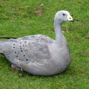 vignette Céréopse cendré