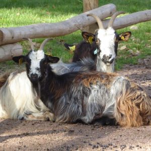 vignette Chèvre naine