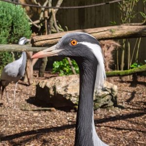 vignette Grue demoiselle