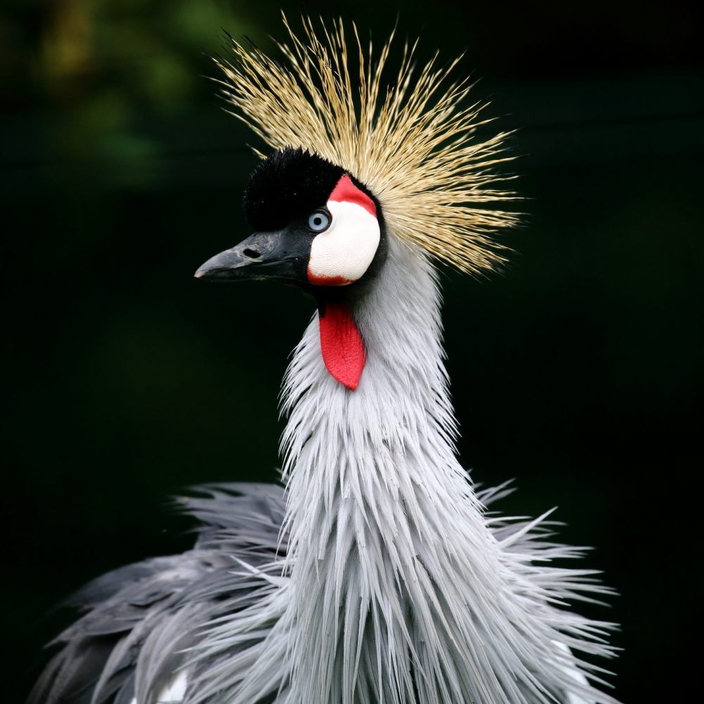 Vignette Grue royale