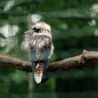 Vignette Kookaburra