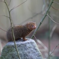 Vignette Mangouste naine