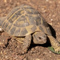 Vignette Tortue d’Hermann